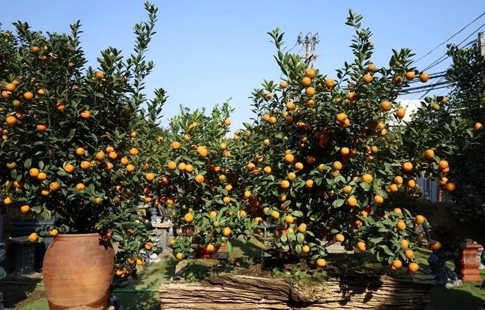 View - Thủ phủ quất Tứ Liên đắt khách dịp Tết Bính Ngọ 2026 | Báo Tri thức và Cuộc sống - TIN TỨC PHỔ BIẾN KIẾN THỨC 24H