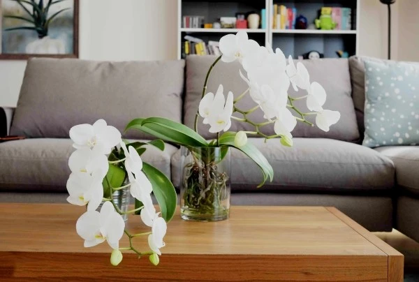 Gallery - Bật mí cách trang trí lan hồ điệp trong nhà đón Tết | Báo Tri thức và Cuộc sống - TIN TỨC PHỔ BIẾN KIẾN THỨC 24H