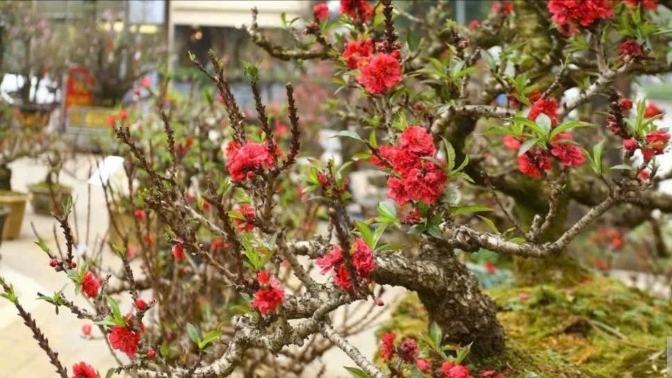 View - 3 loại đào hút khách dịp Tết Bính Ngọ 2026 | Báo Tri thức và Cuộc sống - TIN TỨC PHỔ BIẾN KIẾN THỨC 24H