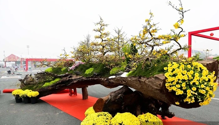 Gallery - Cận cảnh mai vàng 800 triệu đồng gây chú ý trên phố Hà Nội | Báo Tri thức và Cuộc sống - TIN TỨC PHỔ BIẾN KIẾN THỨC 24H