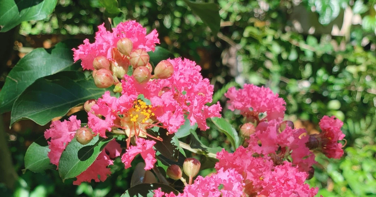 Gallery - Lựa chọn cây cảnh phù hợp để thu hút vận khí tích cực | Báo Tri thức và Cuộc sống - TIN TỨC PHỔ BIẾN KIẾN THỨC 24H