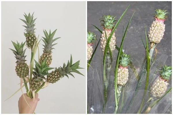 View - Dứa cảnh mini giá nửa triệu đồng/bó vẫn được săn lùng | Báo Tri thức và Cuộc sống - TIN TỨC PHỔ BIẾN KIẾN THỨC 24H