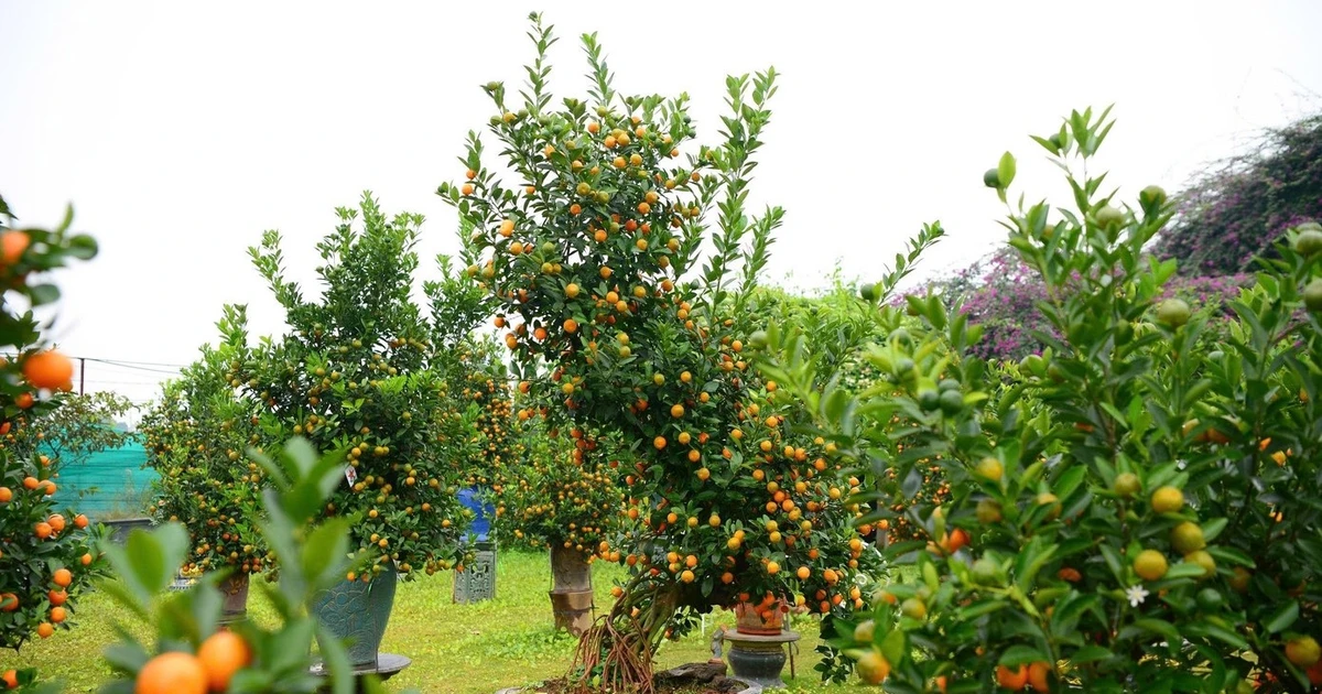 View - Ngắm quất mộc căn thế 'độc' chuẩn bị đón Tết Nguyên đán Bính Ngọ 2026 | Báo Tri thức và Cuộc sống - TIN TỨC PHỔ BIẾN KIẾN THỨC 24H