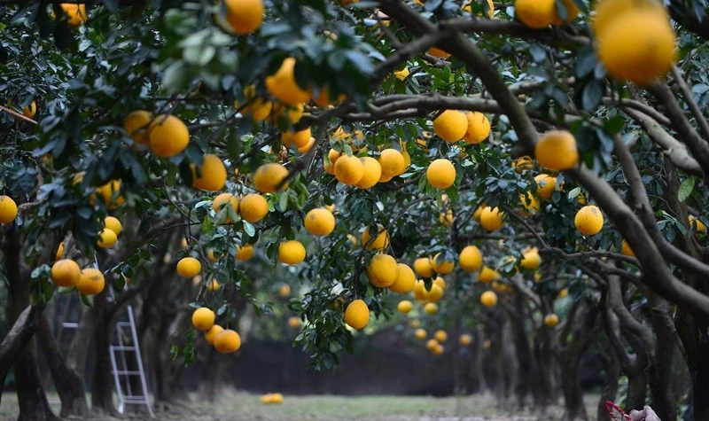 View - Thủ phủ bưởi Diễn tất bật vào vụ thu hoạch Tết Bính Ngọ 2026 | Báo Tri thức và Cuộc sống - TIN TỨC PHỔ BIẾN KIẾN THỨC 24H