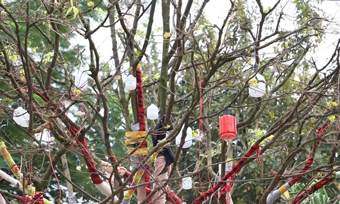 Gallery - Cận cảnh cây mai vàng trăm tuổi giá gần 4 tỷ đồng | Báo Tri thức và Cuộc sống - TIN TỨC PHỔ BIẾN KIẾN THỨC 24H