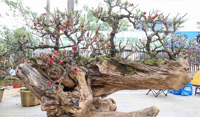 Gallery - Chiêm ngưỡng đào thất thốn leo gỗ trăm triệu dịp Tết | Báo Tri thức và Cuộc sống - TIN TỨC PHỔ BIẾN KIẾN THỨC 24H