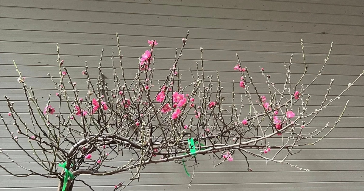 View - Đào mini vài chục nghìn một cành hút khách chơi Tết Bính Ngọ 2026 | Báo Tri thức và Cuộc sống - TIN TỨC PHỔ BIẾN KIẾN THỨC 24H