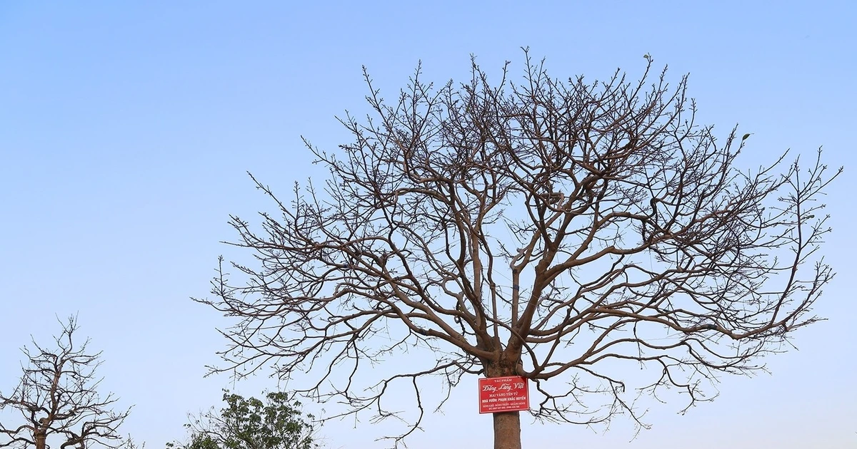 Gallery - Nhìn như cành củi khô, cây mai vẫn có giá tiền tỷ | Báo Tri thức và Cuộc sống - TIN TỨC PHỔ BIẾN KIẾN THỨC 24H