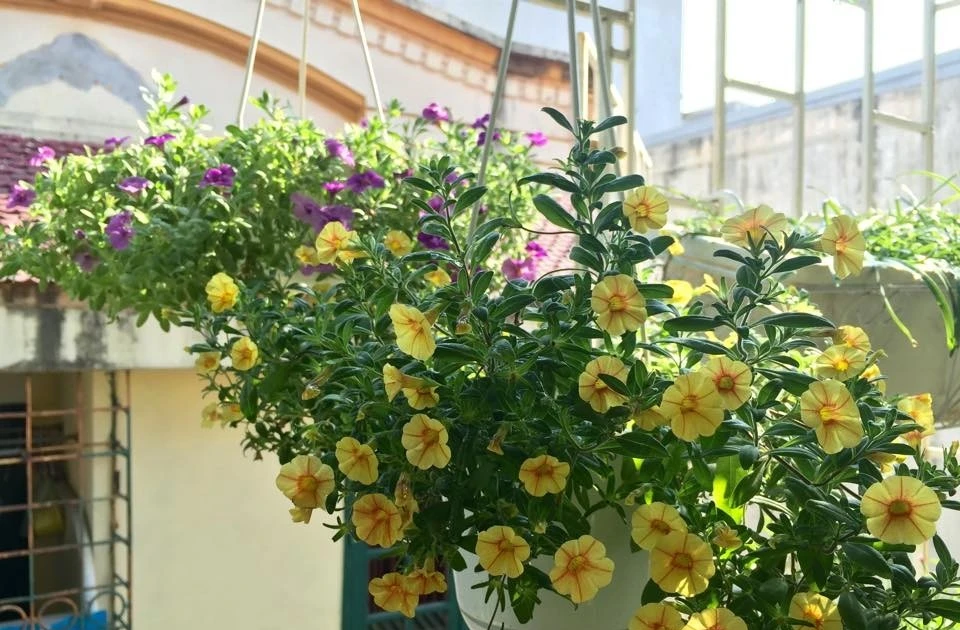 Gallery - 6 loại hoa treo dễ trồng, làm đẹp ban công dịp Tết | Báo Tri thức và Cuộc sống - TIN TỨC PHỔ BIẾN KIẾN THỨC 24H