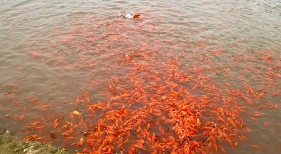 View - Thủ phủ cá chép đỏ nhộn nhịp trước ngày ông Công ông Táo | Báo Tri thức và Cuộc sống - TIN TỨC PHỔ BIẾN KIẾN THỨC 24H