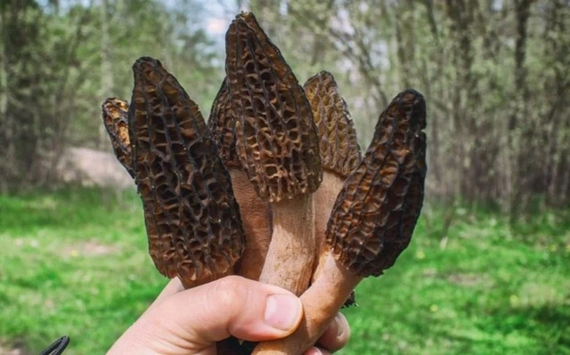 View - Cây dại mọc hoang ven rừng 13 triệu đồng/kg vẫn đắt khách | Báo Tri thức và Cuộc sống - TIN TỨC PHỔ BIẾN KIẾN THỨC 24H