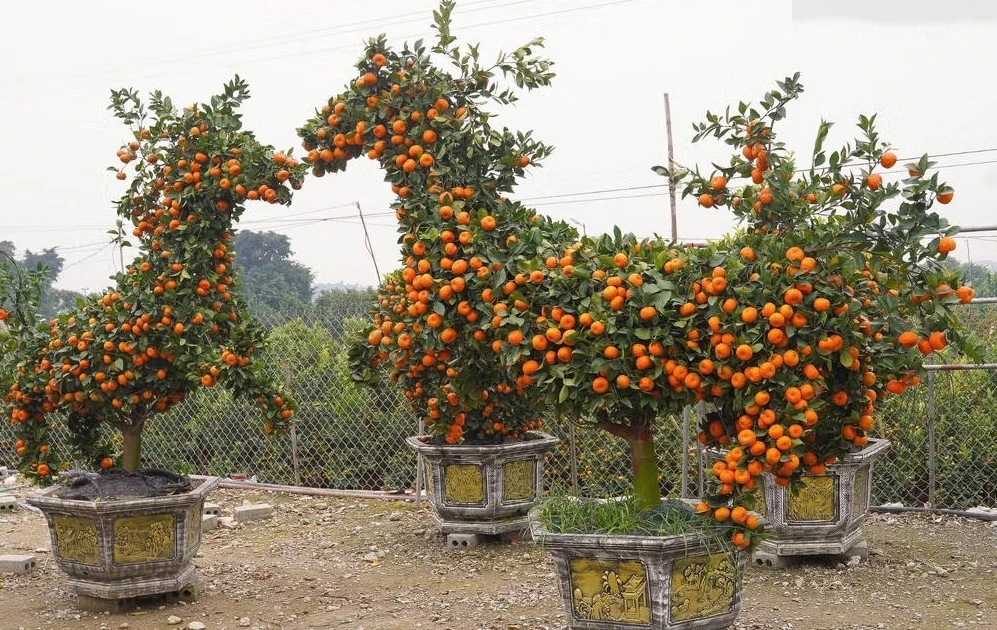 View - Quýt hình ngựa giá hàng chục triệu đồng hút khách dịp Tết Bính Ngọ 2026 | Báo Tri thức và Cuộc sống - TIN TỨC PHỔ BIẾN KIẾN THỨC 24H