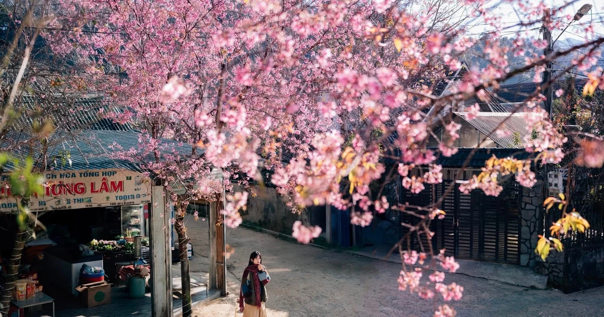 View - Mai anh đào nhuộm hồng buôn làng Đưng K’si, mùa xuân về sớm giữa cao nguyên | Báo Tri thức và Cuộc sống - TIN TỨC PHỔ BIẾN KIẾN THỨC 24H