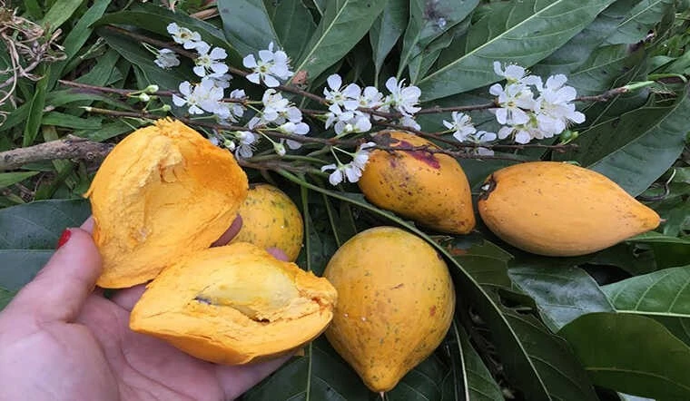View - Loại quả quê xưa rụng đầy gốc, nay thành 'siêu thực phẩm' giá bạc triệu/kg | Báo Tri thức và Cuộc sống - TIN TỨC PHỔ BIẾN KIẾN THỨC 24H