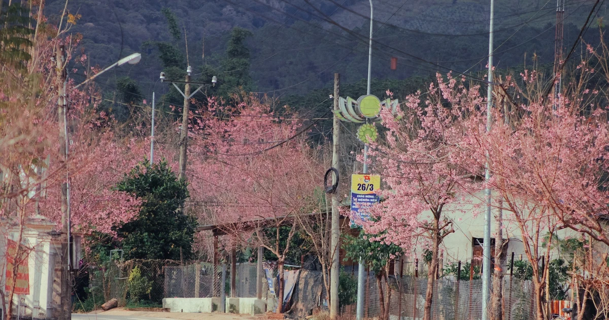 View - Mai anh đào khoe sắc tại làng K’Long K’Lanh, Lạc Dương | Báo Tri thức và Cuộc sống - TIN TỨC PHỔ BIẾN KIẾN THỨC 24H