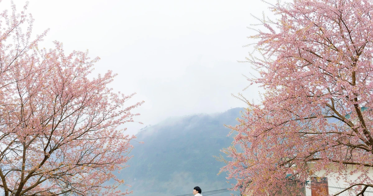 View - Sắc mai anh đào nhuộm hồng vùng cao Tuyên Quang, hút khách check-in | Báo Tri thức và Cuộc sống - TIN TỨC PHỔ BIẾN KIẾN THỨC 24H