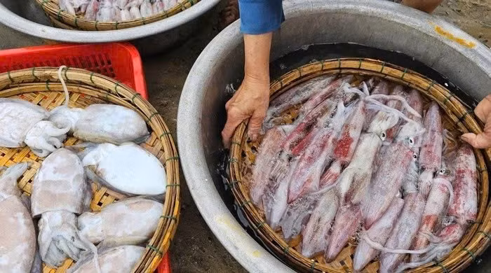 View - Một mặt hàng biển bất ngờ 'bùng nổ', Hàn Quốc chi gần 42 triệu USD nhập khẩu | Báo Tri thức và Cuộc sống - TIN TỨC PHỔ BIẾN KIẾN THỨC 24H