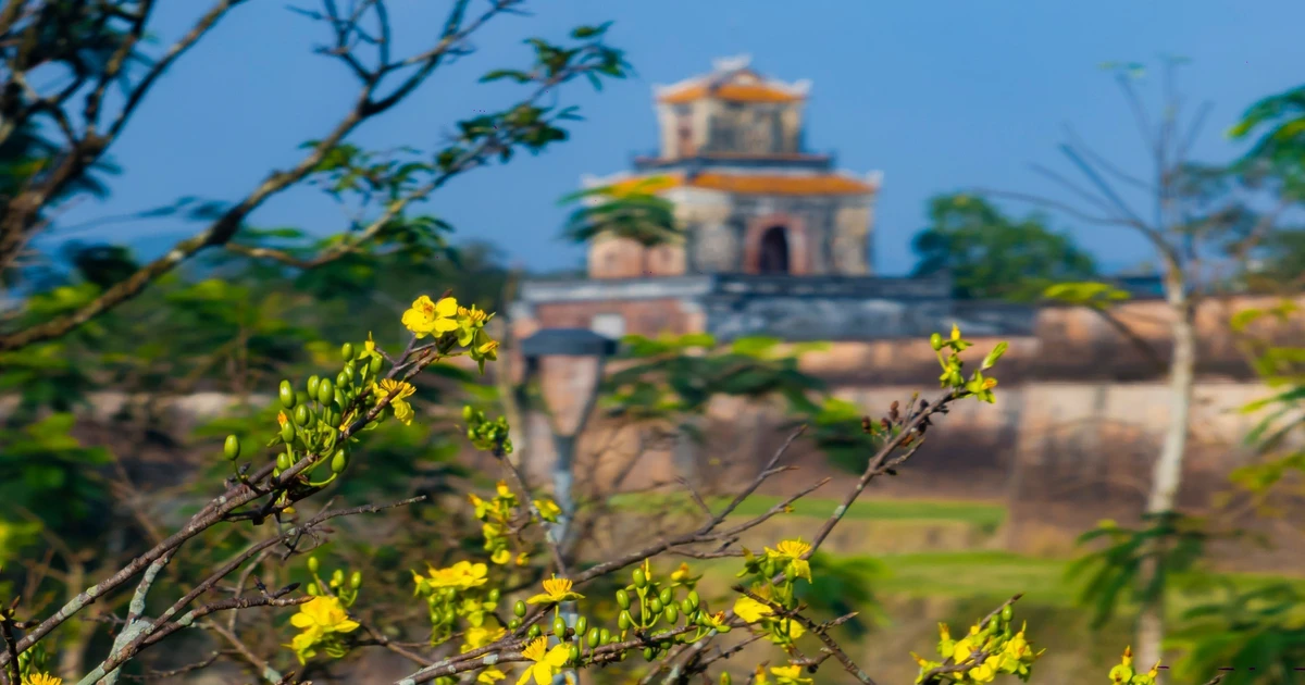 View - Check-in sắc mai vàng rực rỡ trước Đại Nội Huế | Báo Tri thức và Cuộc sống - TIN TỨC PHỔ BIẾN KIẾN THỨC 24H