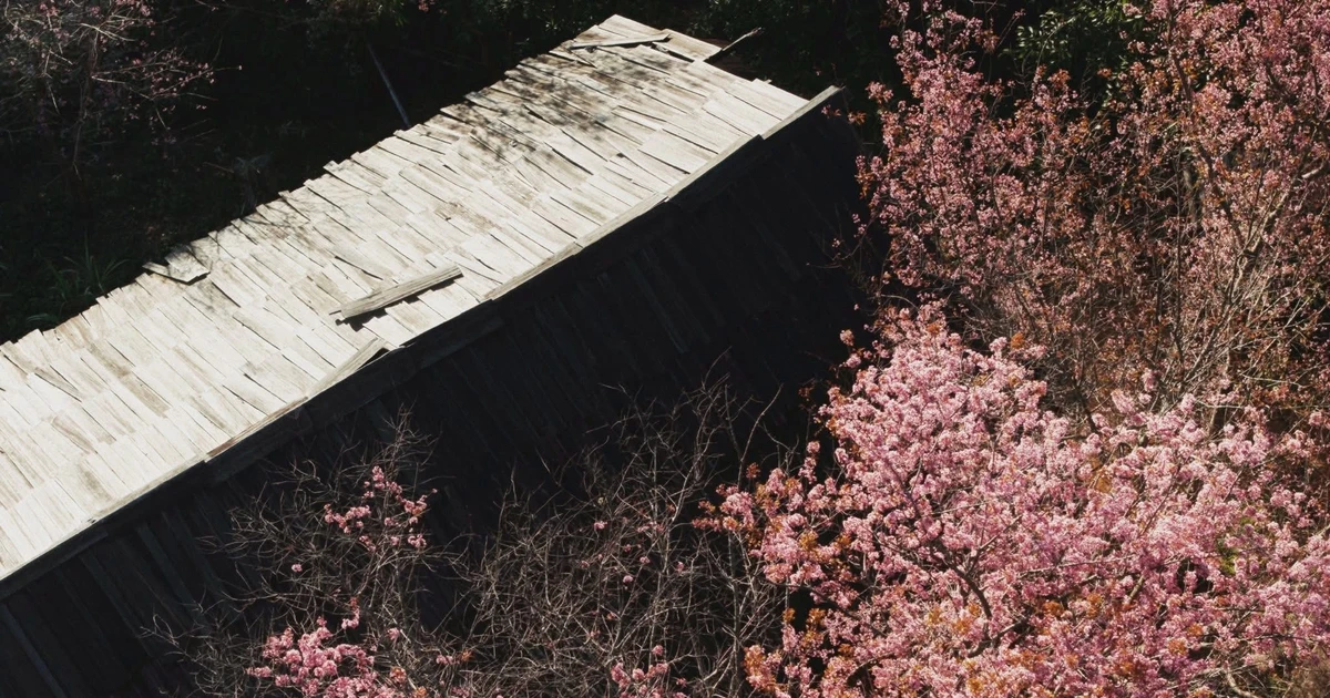 View - Hoa anh đào nhộm hồng bản Phà Nọi, chọn tour nào để trải nghiệm trọn vẹn? | Báo Tri thức và Cuộc sống - TIN TỨC PHỔ BIẾN KIẾN THỨC 24H