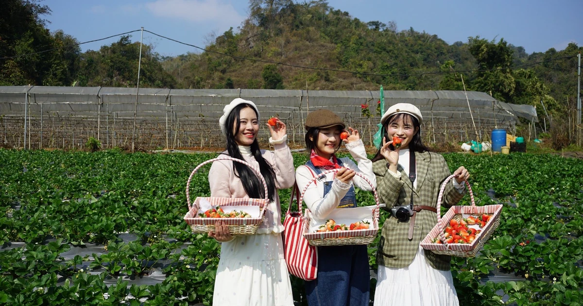 View - Mộc Châu vào mùa dâu tây, trải nghiệm hái quả hút khách | Báo Tri thức và Cuộc sống - TIN TỨC PHỔ BIẾN KIẾN THỨC 24H