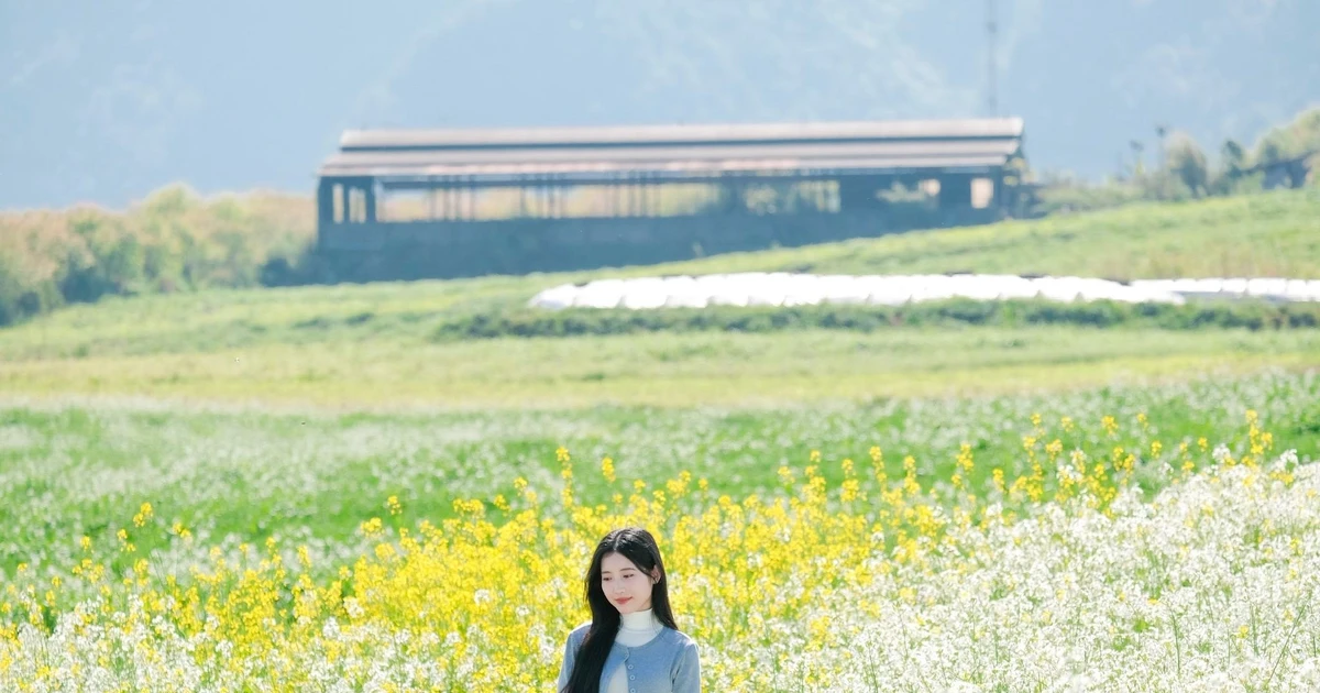 View - Ngắm hoa cải nhuộm vàng cao nguyên Mộc Châu, chọn tour nào cho trọn vẹn? | Báo Tri thức và Cuộc sống - TIN TỨC PHỔ BIẾN KIẾN THỨC 24H