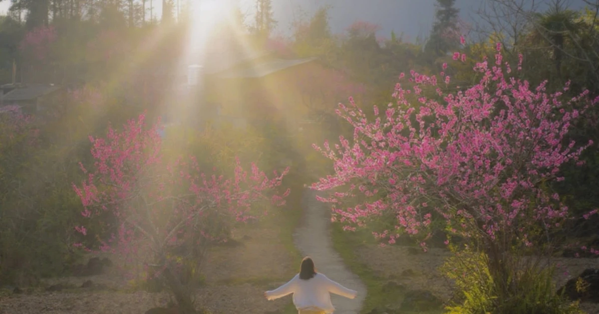 View - Tùng Vài rực sắc đào, hành trình du xuân vùng biên giá chỉ từ 4 triệu đồng | Báo Tri thức và Cuộc sống - TIN TỨC PHỔ BIẾN KIẾN THỨC 24H