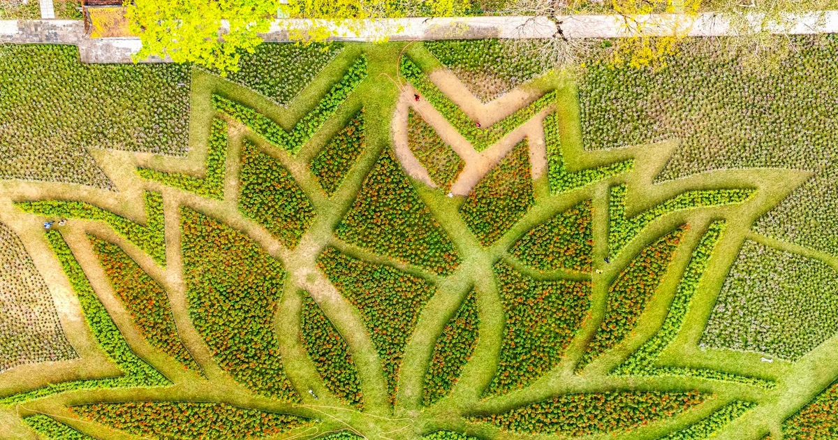 View - Huế khoác áo xuân rực rỡ với đóa sen khổng lồ giữa Kinh thành | Báo Tri thức và Cuộc sống - TIN TỨC PHỔ BIẾN KIẾN THỨC 24H