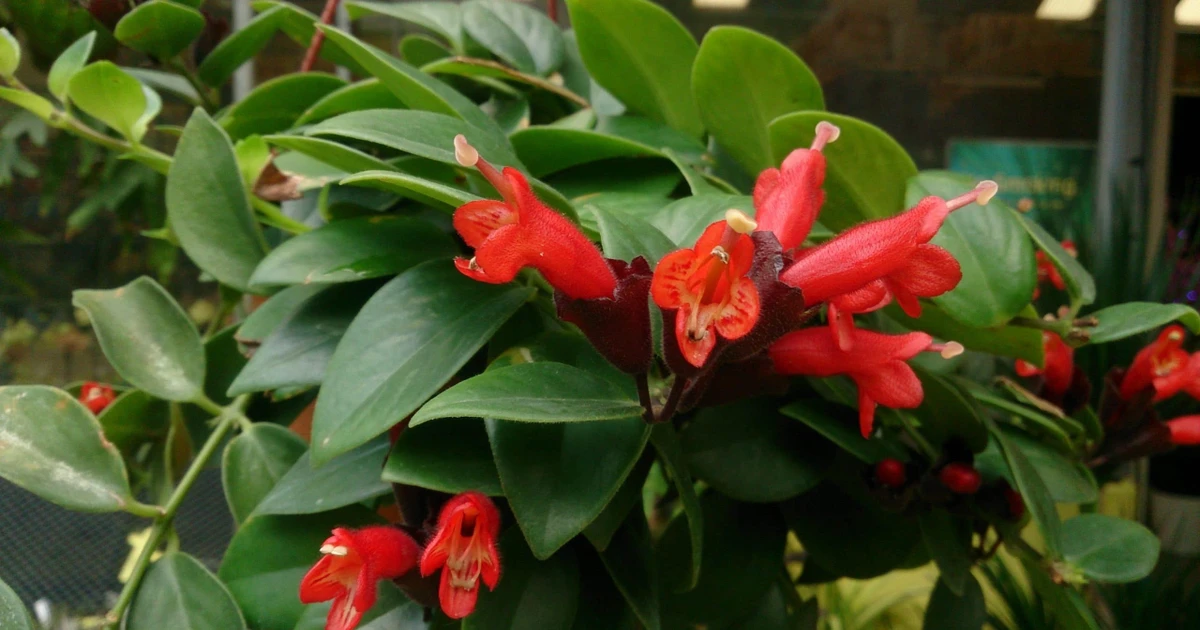 View - Loài cây treo đỏ rực như thỏi son khiến dân căn hộ mê mẩn săn tìm | Báo Tri thức và Cuộc sống - TIN TỨC PHỔ BIẾN KIẾN THỨC 24H