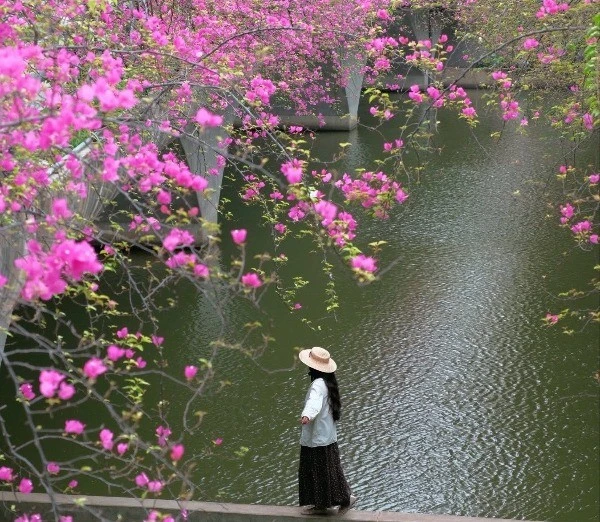 View - 'Thác hoa giấy' rực sắc dưới chân cầu Thủy Tiên khiến du khách đổ xô check-in | Báo Tri thức và Cuộc sống - TIN TỨC PHỔ BIẾN KIẾN THỨC 24H