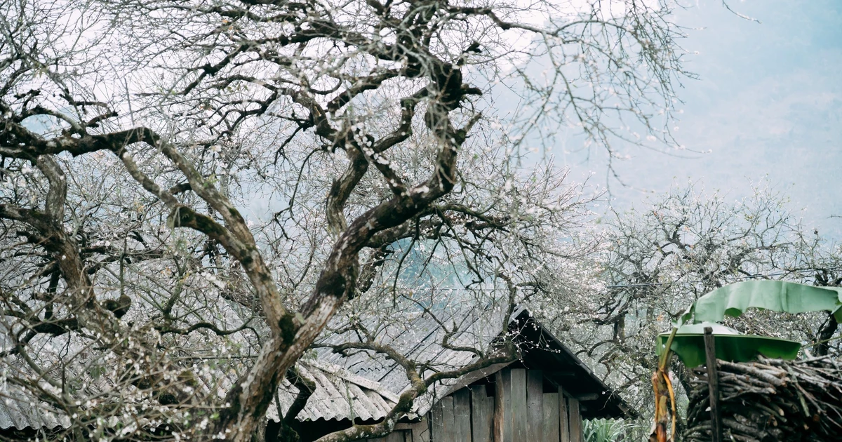 View - Mùa hoa mận nở, Phiêng Cành hút du khách tìm chốn tĩnh lặng | Báo Tri thức và Cuộc sống - TIN TỨC PHỔ BIẾN KIẾN THỨC 24H