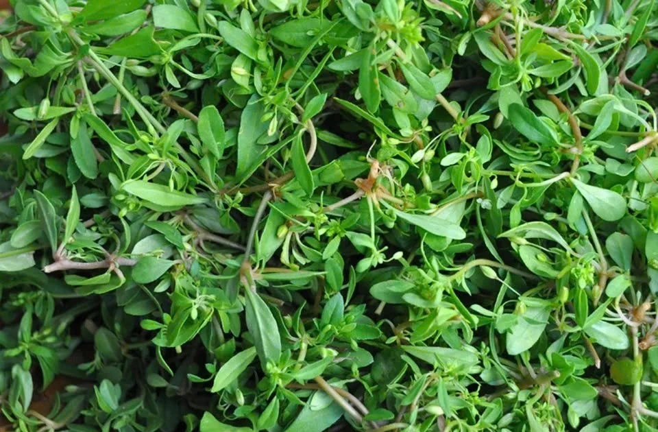 Gallery - Loại rau từng bị chê nay có giá 90.000 đồng/kg, vẫn được săn lùng | Báo Tri thức và Cuộc sống - TIN TỨC PHỔ BIẾN KIẾN THỨC 24H