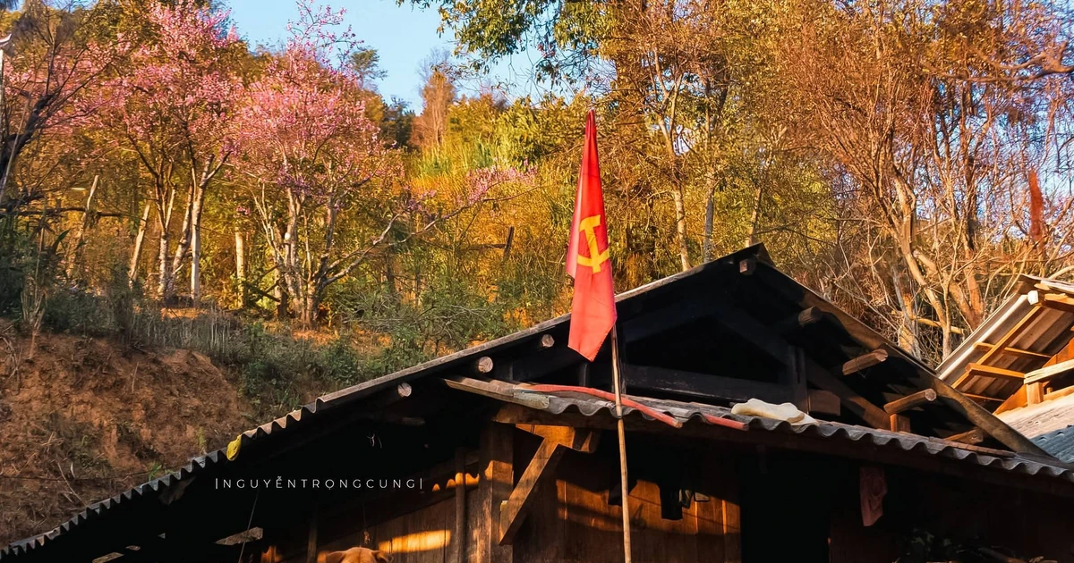 View - Hoa đào rừng nhuộm hồng bản làng Xím Vàng | Báo Tri thức và Cuộc sống - TIN TỨC PHỔ BIẾN KIẾN THỨC 24H