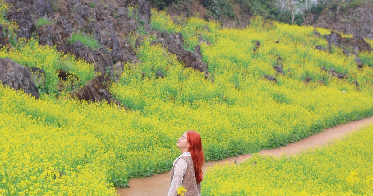 View - Suối Giàng khoác áo vàng, gọi mời lữ khách tới check-in | Báo Tri thức và Cuộc sống - TIN TỨC PHỔ BIẾN KIẾN THỨC 24H