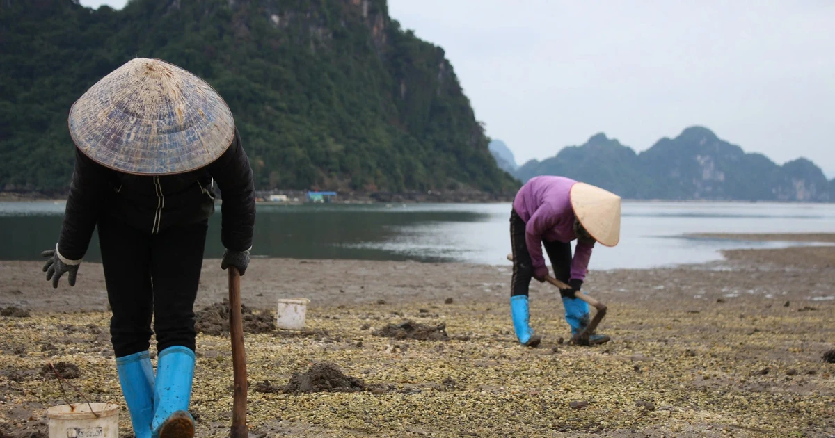 View - Từng bị e dè vì ngoại hình, sinh vật này nay thành đặc sản đắt đỏ bậc nhất | Báo Tri thức và Cuộc sống - TIN TỨC PHỔ BIẾN KIẾN THỨC 24H