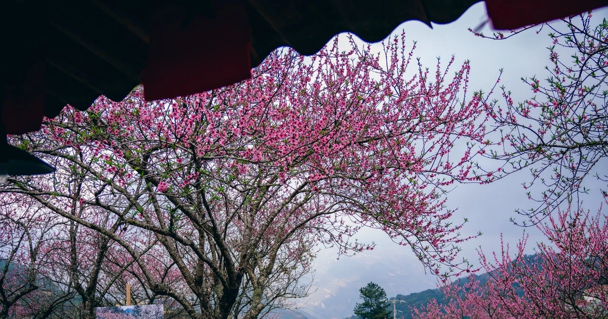 View - Hoa đào phủ khắp Tà Xùa, dân mê xê dịch rủ nhau lên núi | Báo Tri thức và Cuộc sống - TIN TỨC PHỔ BIẾN KIẾN THỨC 24H