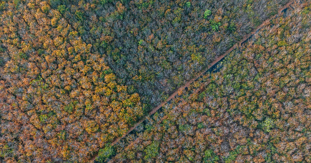 Gallery - Mê mẩn sắc vàng cam rừng cao su ở Tây Ninh mỗi độ thay lá | Báo Tri thức và Cuộc sống - TIN TỨC PHỔ BIẾN KIẾN THỨC 24H