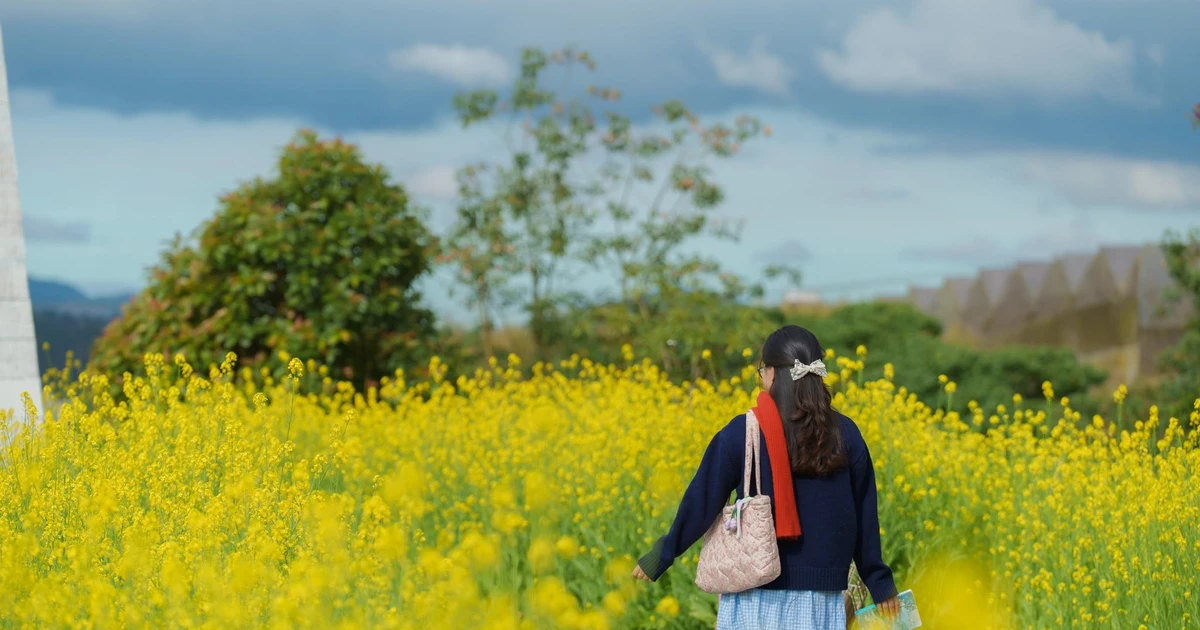 View - Hoa cải vàng vào mùa, Đà Lạt thêm điểm đến hấp dẫn du khách | Báo Tri thức và Cuộc sống - TIN TỨC PHỔ BIẾN KIẾN THỨC 24H