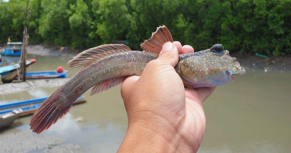 Gallery - Loài cá biết leo cây, chạy trên cạn gây sốt, giá tới 600.000 đồng/kg | Báo Tri thức và Cuộc sống - TIN TỨC PHỔ BIẾN KIẾN THỨC 24H