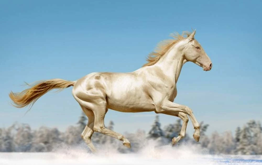 View - 10 giống ngựa độc đáo nhất hành tinh | Báo Tri thức và Cuộc sống - TIN TỨC PHỔ BIẾN KIẾN THỨC 24H