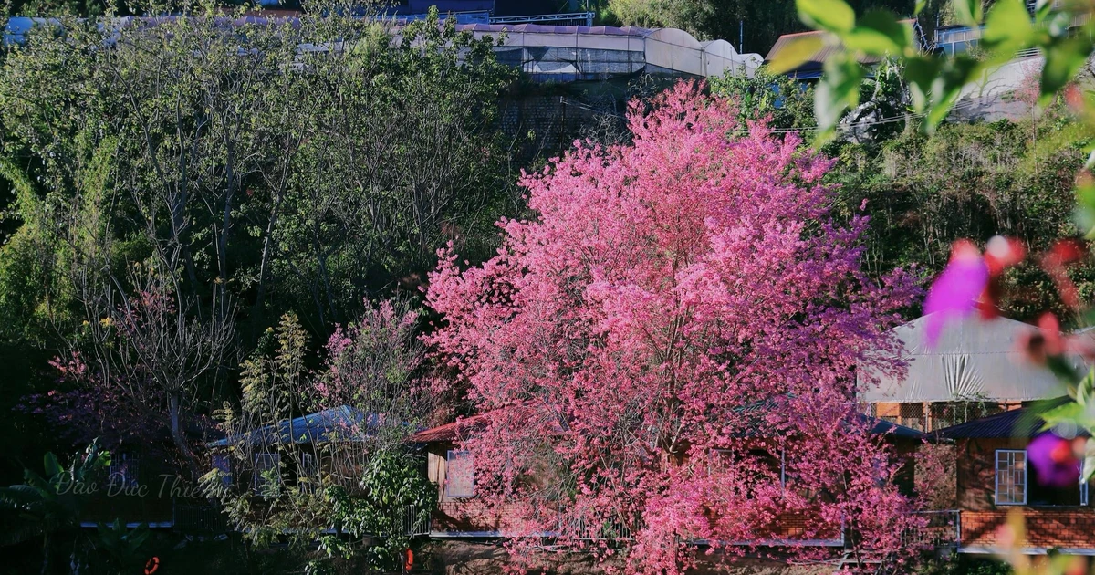 View - Cây mai anh đào 'hoàng hậu' rực hồng bên hồ, hút khách tới săn ảnh | Báo Tri thức và Cuộc sống - TIN TỨC PHỔ BIẾN KIẾN THỨC 24H