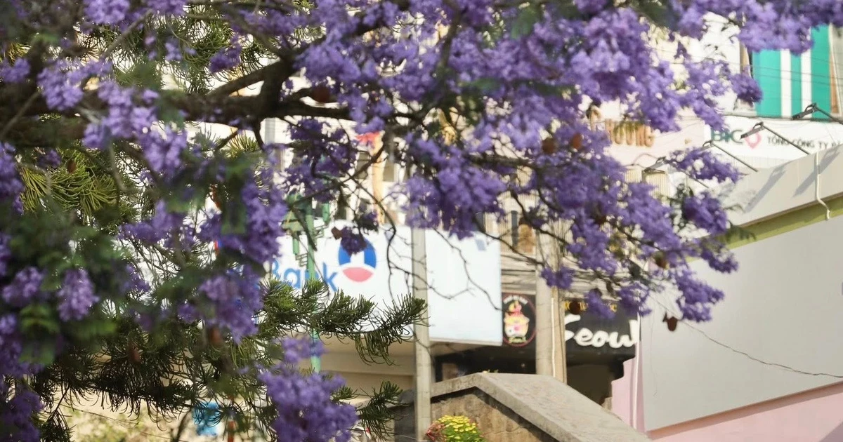 View - Đà Lạt vào mùa phượng tím, tour ngắm hoa giá chỉ từ 1,5 triệu đồng | Báo Tri thức và Cuộc sống - TIN TỨC PHỔ BIẾN KIẾN THỨC 24H