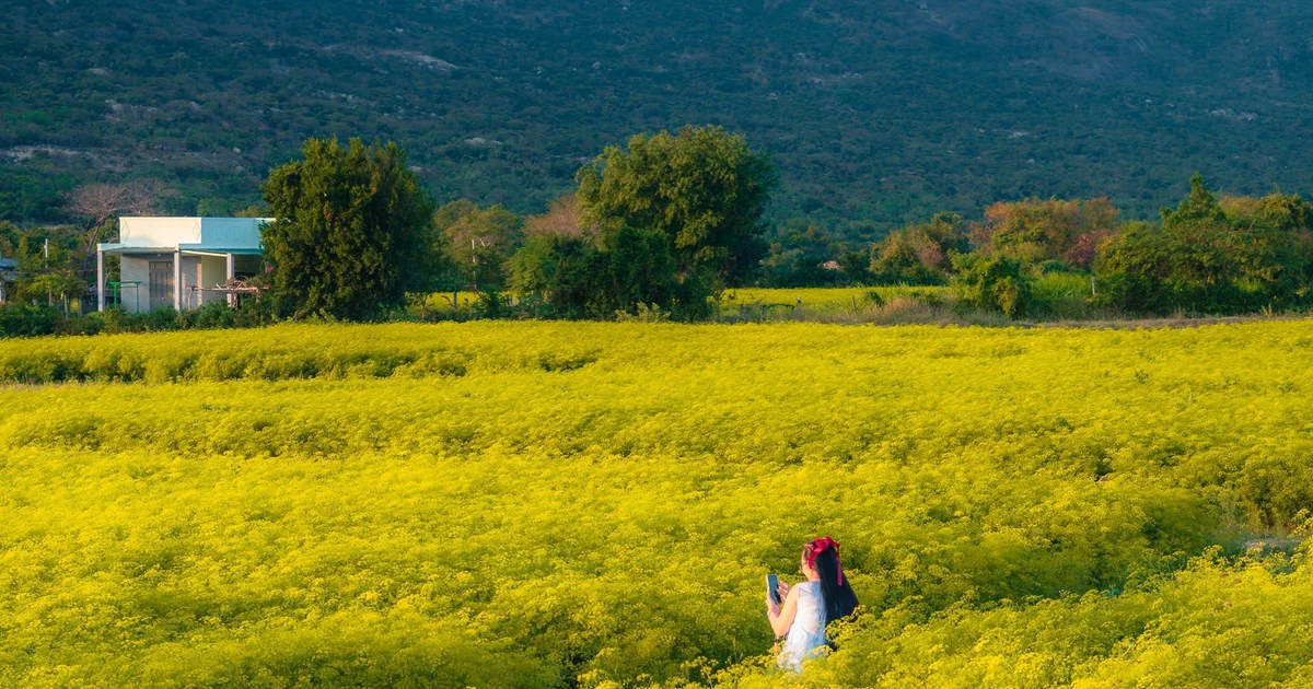 View - Cánh đồng hoa lạ ở Khánh Hòa khiến dân mê du lịch đứng ngồi không yên | Báo Tri thức và Cuộc sống - TIN TỨC PHỔ BIẾN KIẾN THỨC 24H