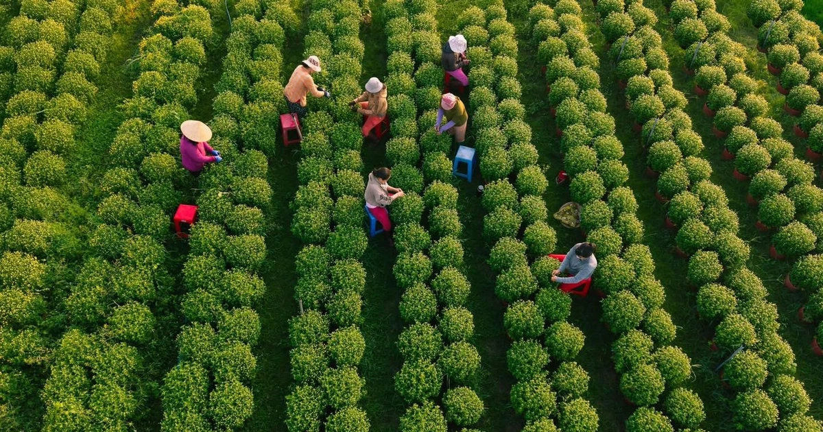 Gallery - Về Tây Ninh ngắm làng hoa An Cơ vào vụ Tết | Báo Tri thức và Cuộc sống - TIN TỨC PHỔ BIẾN KIẾN THỨC 24H