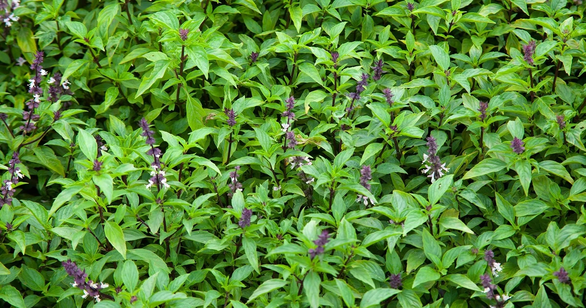 View - Không chỉ là gia vị, rau húng quế giúp dạ dày 'dễ chịu' hơn | Báo Tri thức và Cuộc sống - TIN TỨC PHỔ BIẾN KIẾN THỨC 24H