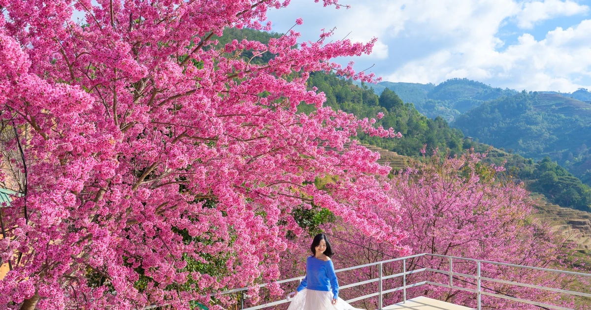 View - Gợi ý lịch trình khám phá Mù Cang Chải khi hoa Tớ Dày vào mùa đẹp nhất | Báo Tri thức và Cuộc sống - TIN TỨC PHỔ BIẾN KIẾN THỨC 24H