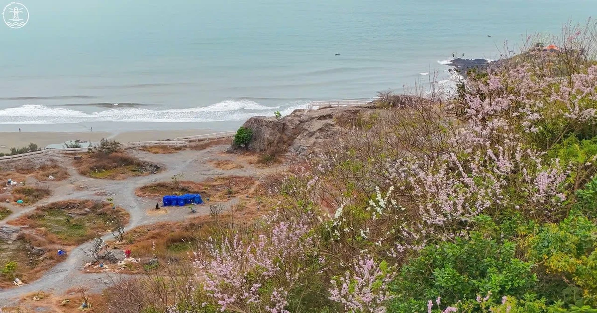 View - Hoa đỗ mai khoe sắc trên triền đồi Vũng Tàu, hút du khách đến 'săn' ảnh | Báo Tri thức và Cuộc sống - TIN TỨC PHỔ BIẾN KIẾN THỨC 24H