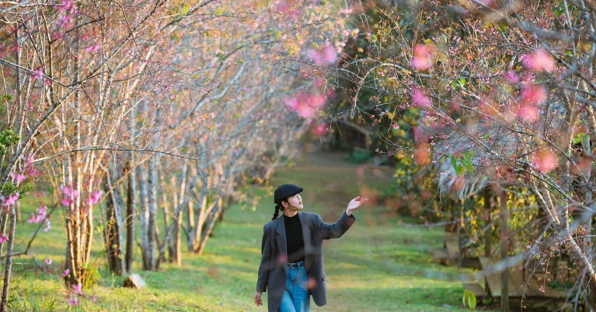 View - Lên Măng Đen mùa hoa anh đào, du khách mê mẩn không muốn về | Báo Tri thức và Cuộc sống - TIN TỨC PHỔ BIẾN KIẾN THỨC 24H