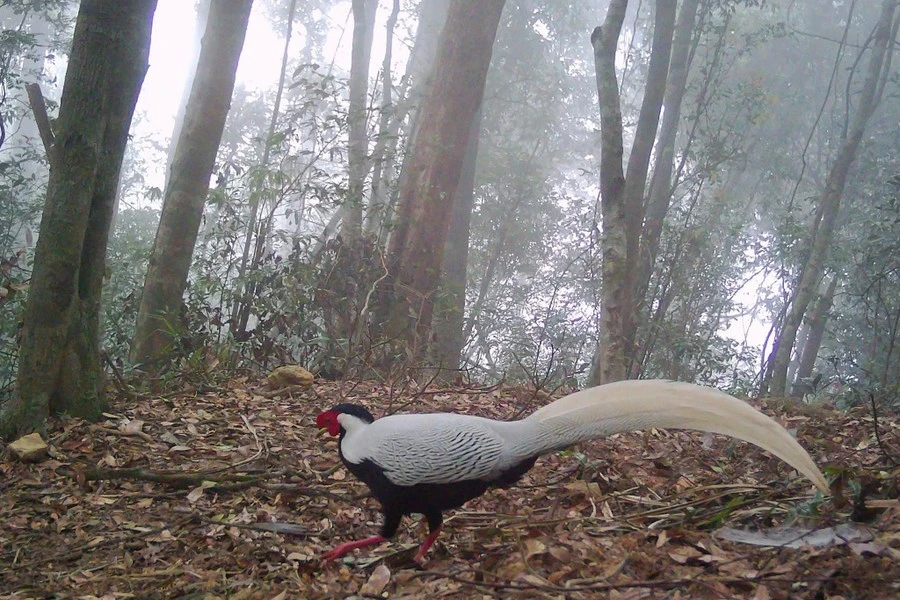 View - Khoảnh khắc hiếm có của gà lôi trắng ở Nghệ An qua bẫy ảnh | Báo Tri thức và Cuộc sống - TIN TỨC PHỔ BIẾN KIẾN THỨC 24H