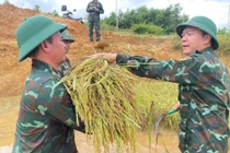 Lực lượng quân đội giúp dân thu hoạch lúa sau bão số 10