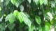 Bài thuốc từ lá trầu không